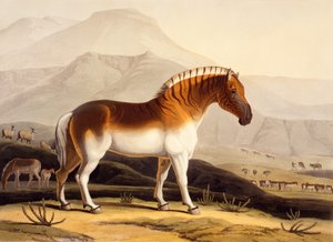 O Quahkah, de &39;Cenário Africano e Animais&39;, 1804-05